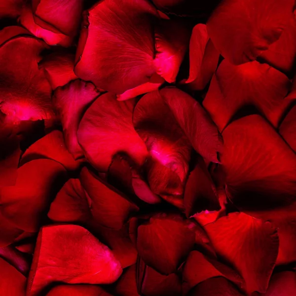 Red Rose petals — Stock Photo, Image