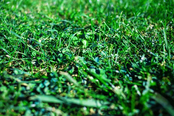 Green Grass Texturerat Bakgrund Fält Med Sommar Gräs Horisontell Bild — Stockfoto