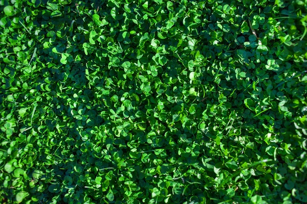 Zöld Textúrázott Háttérre Nyári Kép Vízszintes Mező — Stock Fotó