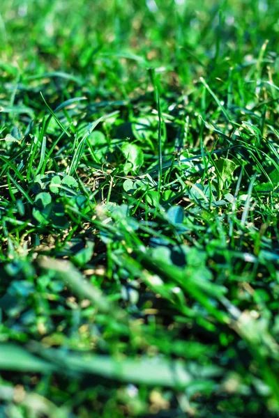 Green grass texturerat bakgrund. Fält med sommar gräs, horizont — Stockfoto