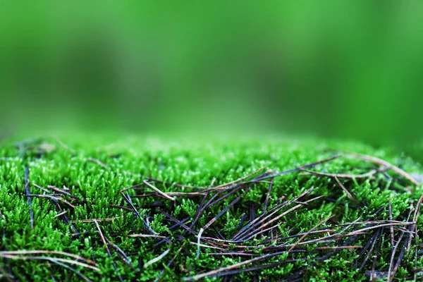Green grass texture for background with forest moss.  Summer bac