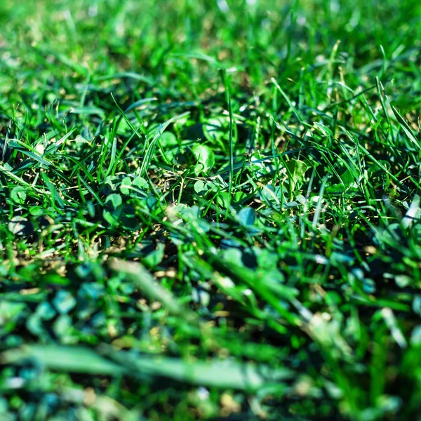 Green grass textured background. Field of summer grass, horizont — Stock Photo, Image