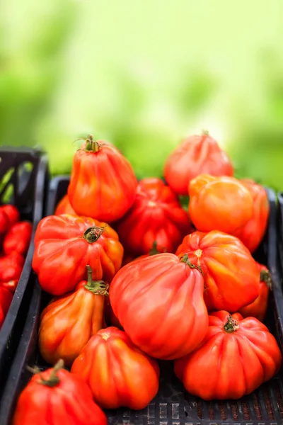 Primo Piano Pomodori Biologici Freschi Mercato Agricolo All Aperto Sano — Foto Stock