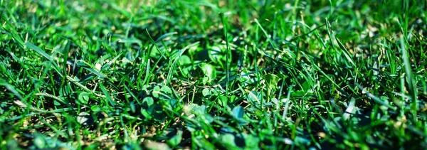 Green Grass Texturerat Bakgrund Fält Med Sommar Gräs Horisontell Bild — Stockfoto