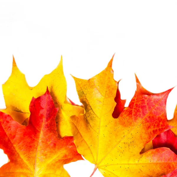 Composição Outono Com Folhas Bordo Amarelas Mesa Madeira Branca Fundo — Fotografia de Stock