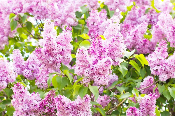 Lente Bloemen Tak Van Lila Bloemen Met Bladeren Macro Foto — Stockfoto