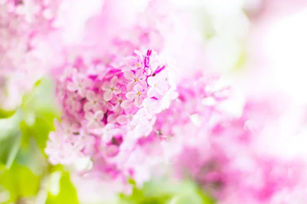 Lente Bloemen Tak Van Lila Bloemen Met Bladeren Macro Foto — Stockfoto