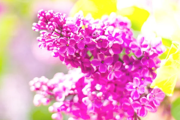 Blomstrende Lilla Blomster Med Bladene Makro Foto Tæt - Stock-foto