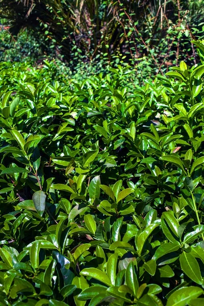 Arbustes Verts Comme Image Fond Naturel Feuilles Vertes Avec Lumière — Photo