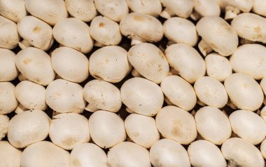 Taze bütün petrol. Renkli ekran, çarşı içinde arka plan olarak mantar  