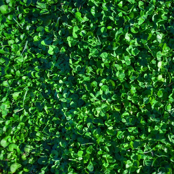 Zöld Textúrázott Háttérre Nyári Kép Vízszintes Mező — Stock Fotó