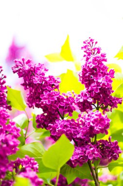 Bahar çiçekleri. Lila çiçek yaprakları ile dalı. Makro fotoğraf