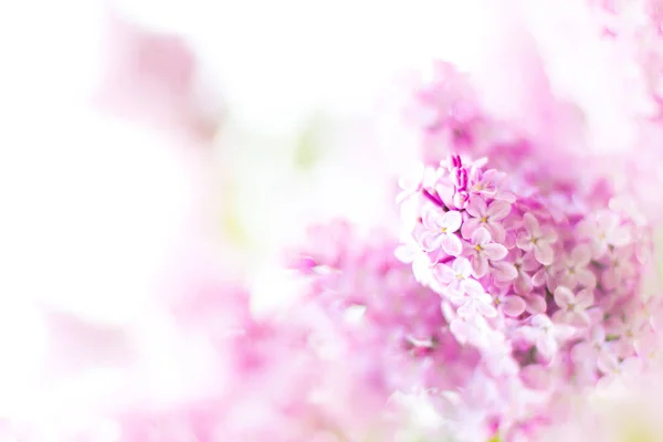 Kvete Fialovými Květy Listy Makro Fotografie Zblízka — Stock fotografie
