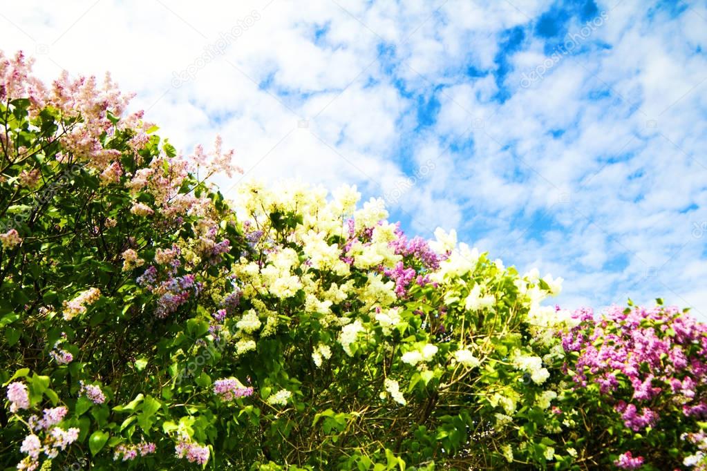 Spring flowers. Branch of lilac flowers with the leaves in a park, outdoor with blue sky