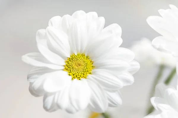 Frühlingsblumen Tapete Weiße Gerbera Blüten Oder Gänseblümchen Auf Grauem Hintergrund — Stockfoto