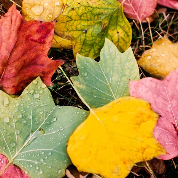 Beautiful Autumn Park Texture Yellow Red Leaves Autumn Leaves Background — Stock Photo, Image