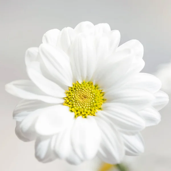 Spring flowers wallpaper. White  Gerbera Flower or Daisy flower on grey background close up