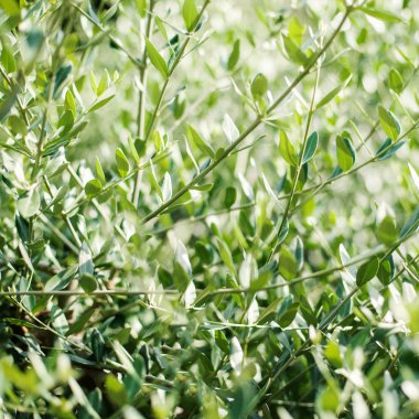 Zeytin ağacı ile bırakır. Bahar doğa arka plan ile zeytin ağaçları şube