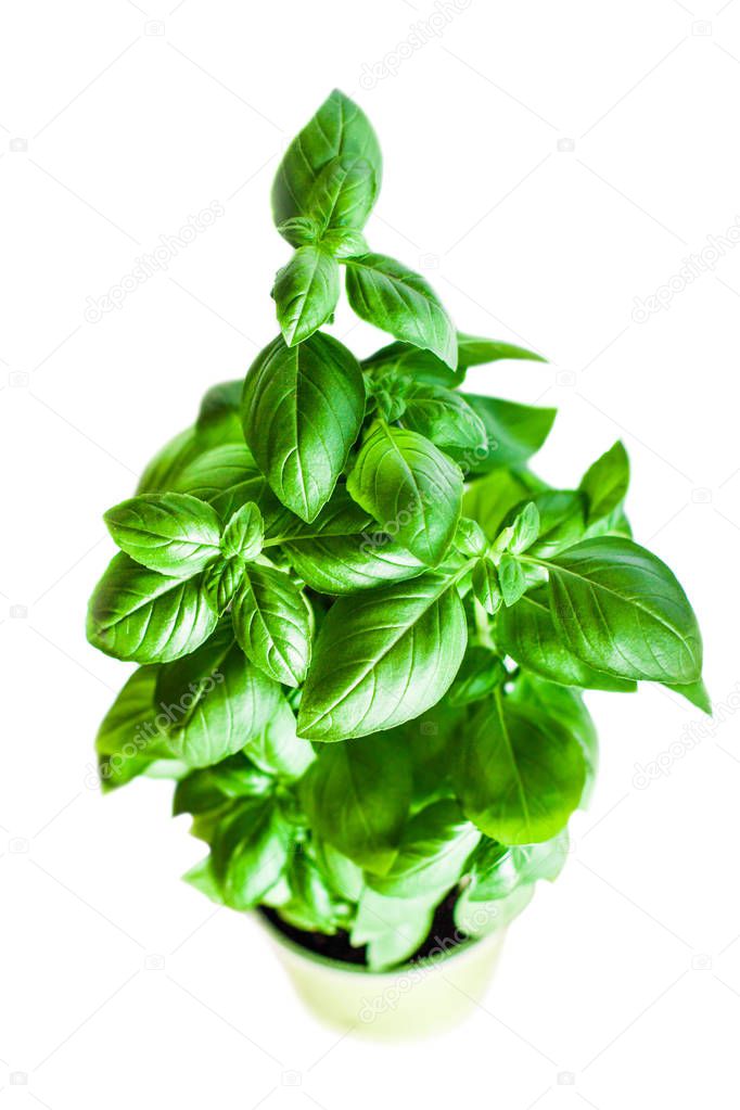 Potted Fresh green basil plant for healthy cooking isolated on white background. Healthy eating vegetable vegetarian food ingredients. Herbs and spices. 
