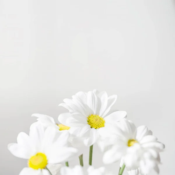 一束白色雏菊花在明亮的背景附近 春天雏菊花壁纸 — 图库照片