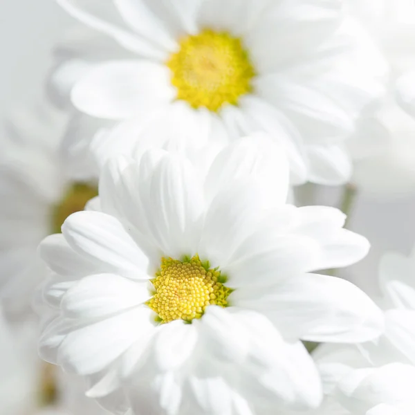 Våren Blommor Bakgrund Vita Gerbera Blomma Eller Daisy Blomma Grå — Stockfoto