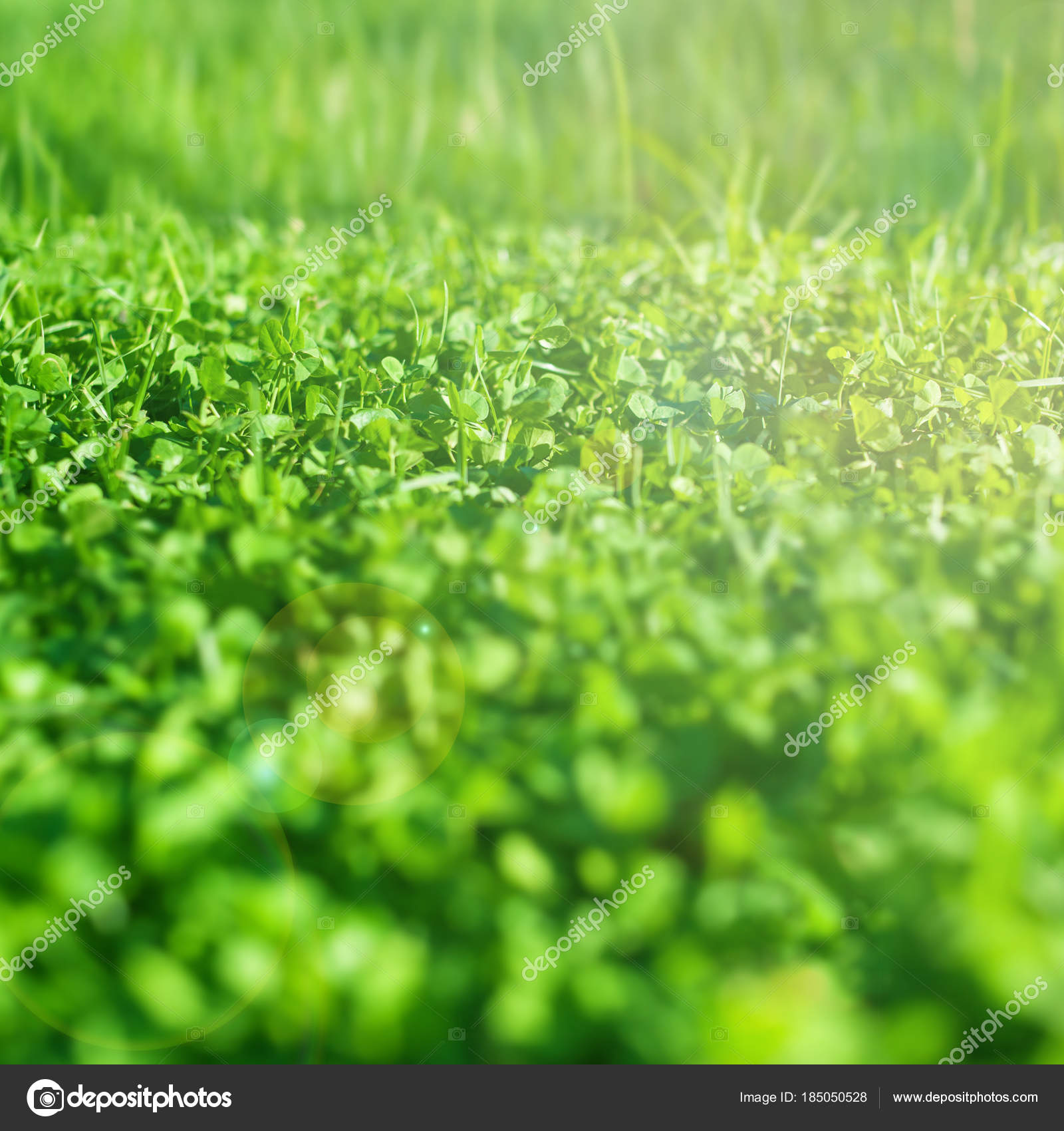 Cerrar la hierba verde en el jardín — Foto de stock © Zakharova #185050528