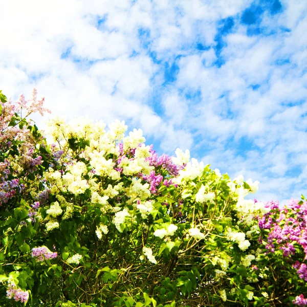 Spring Flowers Branch Lilac Flowers Leaves Park Outdoor Blue Sky — Stock Photo, Image