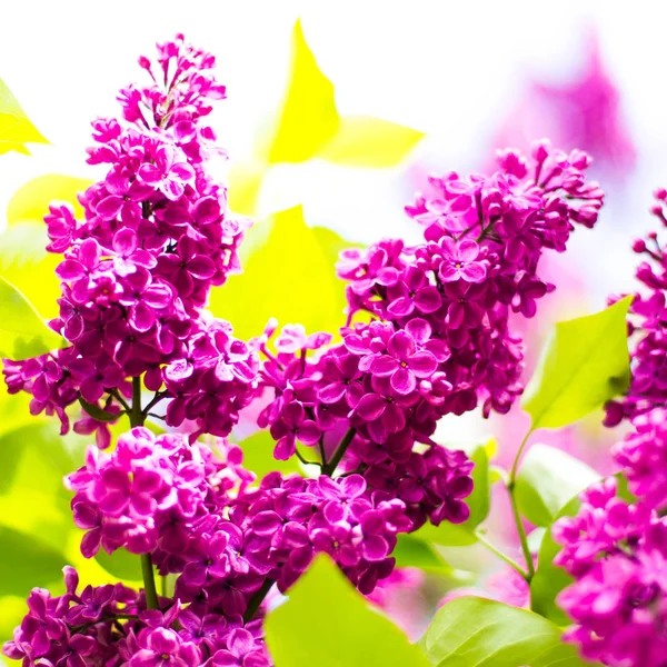 Spring Flowers Branch Lilac Flowers Leaves Macro Photo — Stock Photo, Image