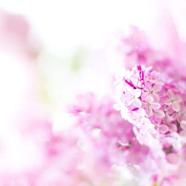 Blooming lilac flowers with the leaves. Macro photo close-up — Stock Image Blooming Lilac Flowers Leaves Macro Photo Close Stock Image