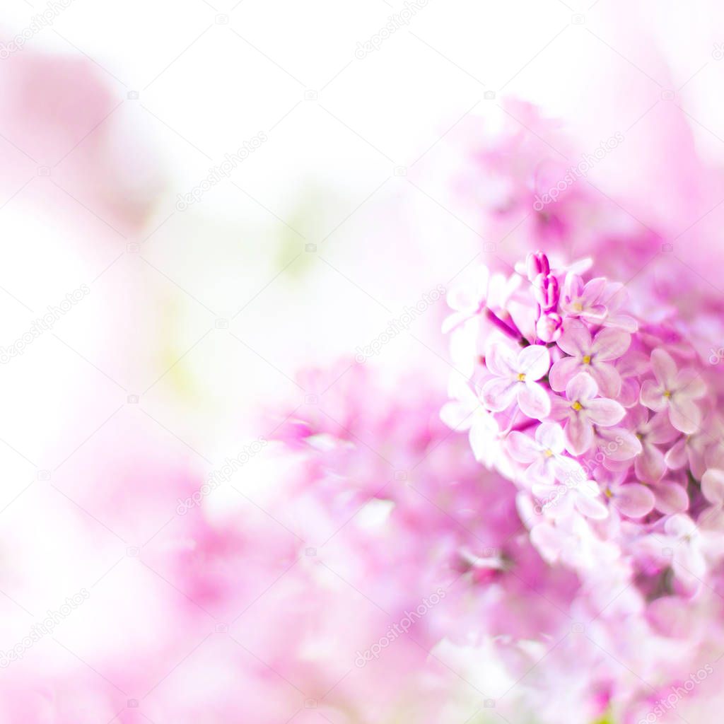 Blooming lilac flowers with the leaves. Macro photo close-up