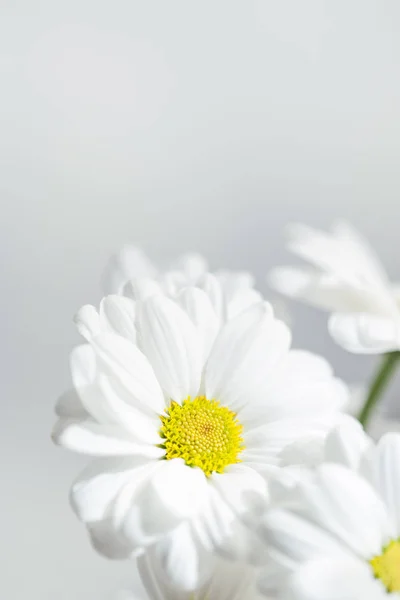 Άνοιξη Λουλούδια Ταπετσαρία Ζέρμπερες Λουλούδι Λευκό Μαργαρίτα Λουλούδι Γκρι Φόντο — Φωτογραφία Αρχείου