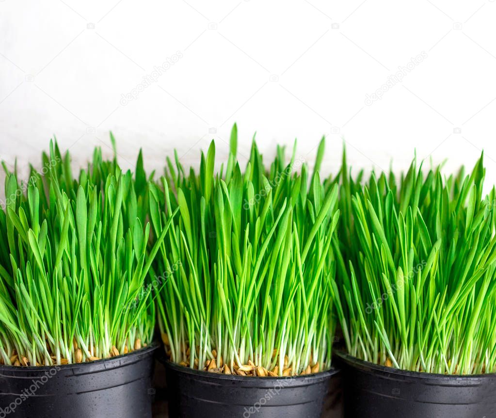  fresh grass row growing 