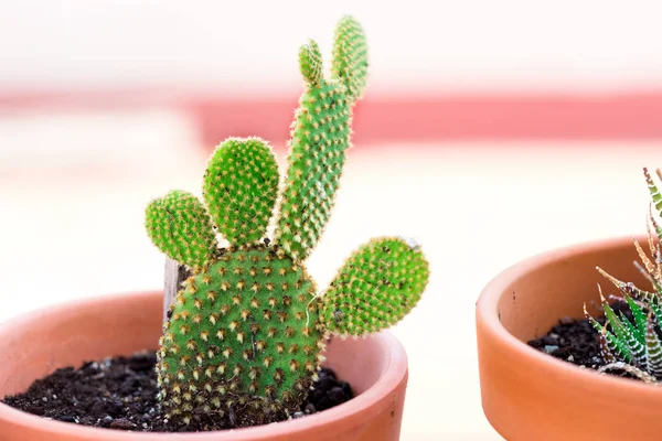 Plantes de cactus dans des pots de fleurs — Photo