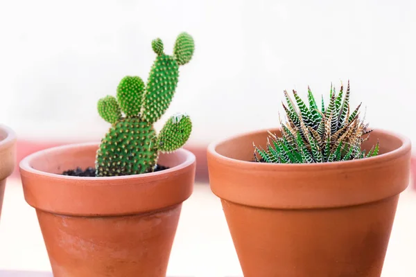 Cactus plants in a flower pots — Stock Photo, Image