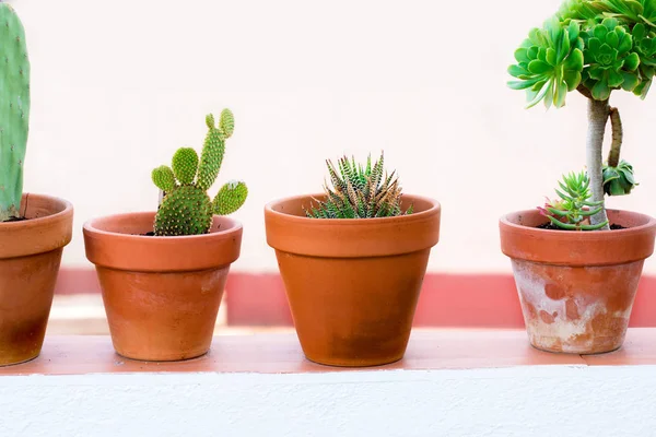 Cactus plants in a flower pots — Stock Photo, Image