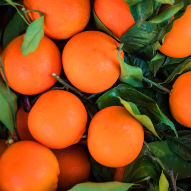 Yeşil yaprakları ile taze o mandalina 