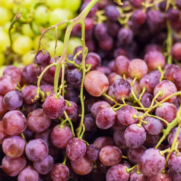 Uvas rojas y blancas maduras orgánicas — Foto de Stock