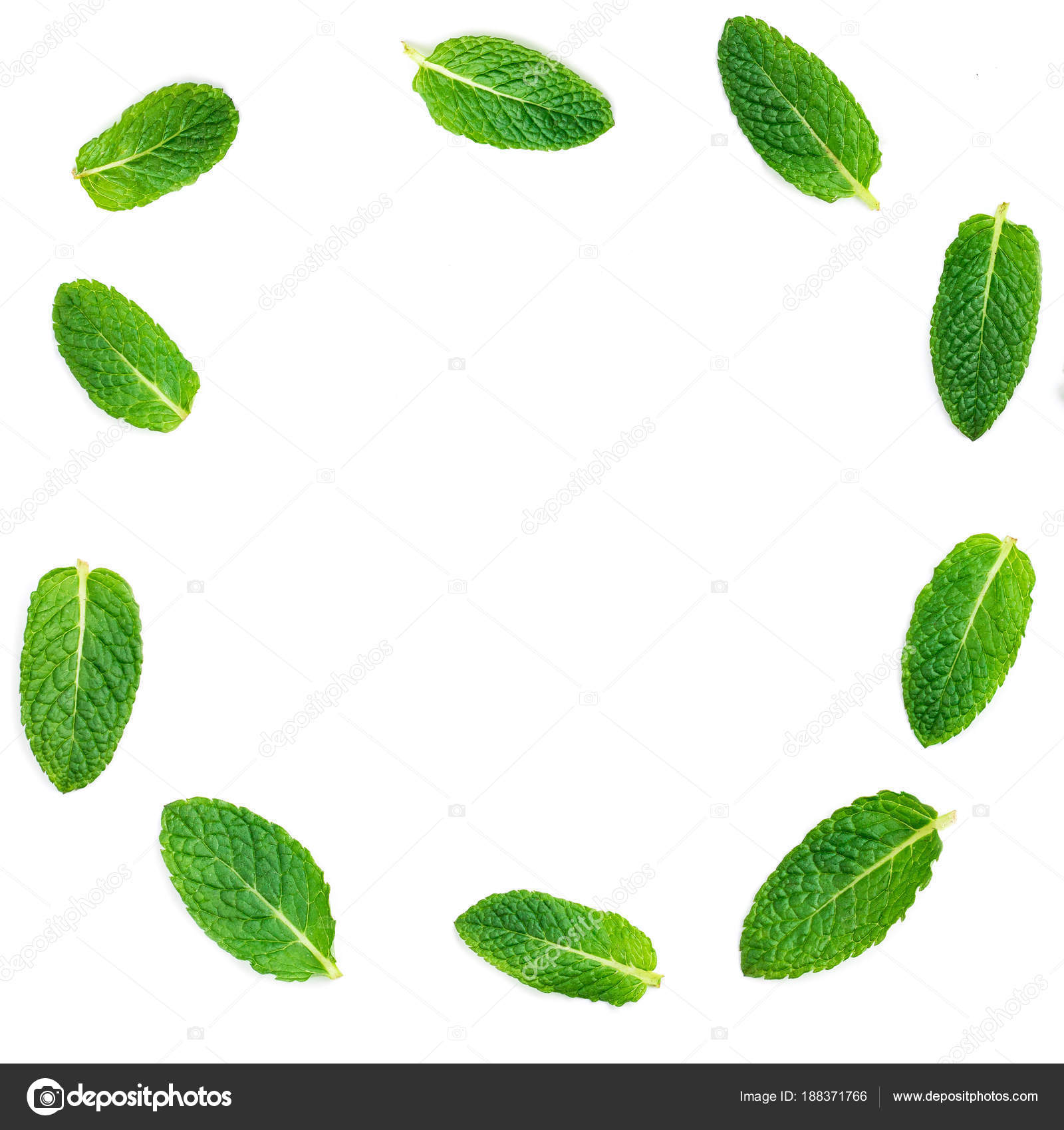 Fresh Mint Leaves Circle Isolated White Background — Stock Photo © Zakharova 188371766