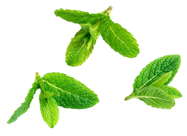 Modèle Feuilles Menthe Fraîche Isolées Sur Fond Blanc — Photo