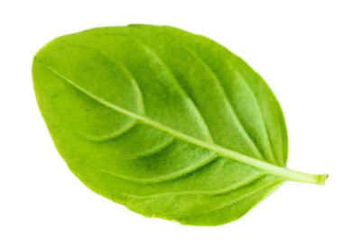  Beyaz arka plan üzerinde en iyi izole yeşil taze fesleğen yaprağı bitki 