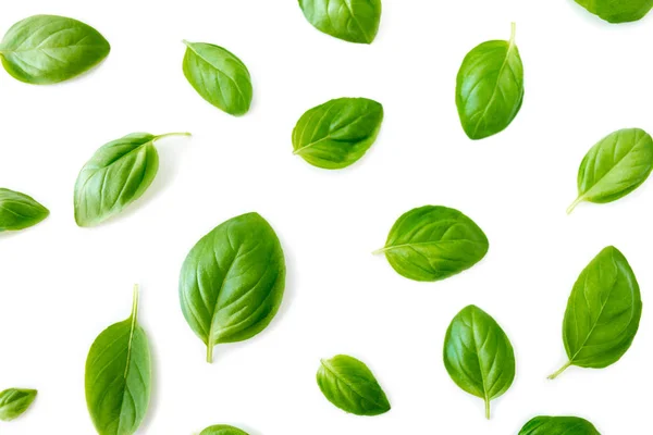 Fresh Basil Leaves Isolated White Background — Stock Photo, Image