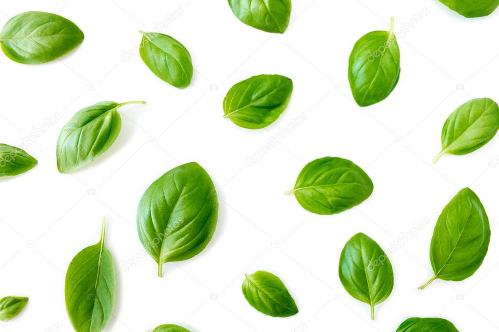 Fresh basil leaves isolated on white background