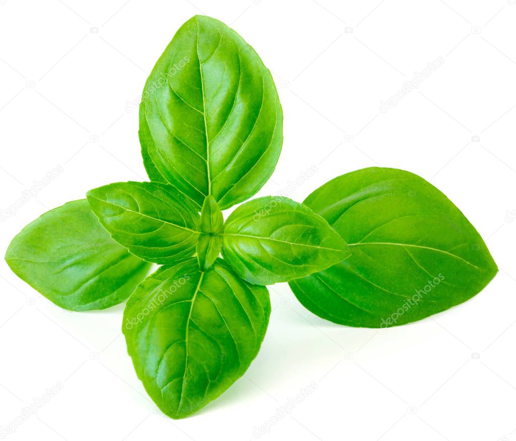 Fresh basil branch isolated on white background