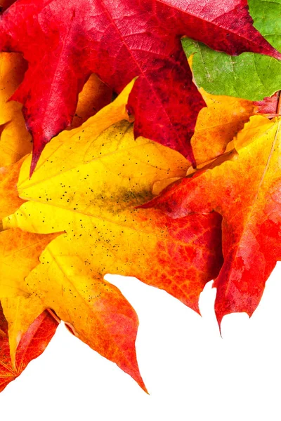 Podzimní Kompozici Žlutými Červenými Javorové Listy Bílý Dřevěný Stůl — Stock fotografie