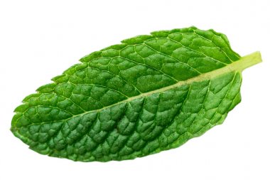 Beyaz arka plan üzerinde yakın u izole bir taze nane yaprağı