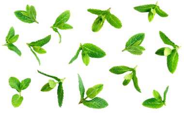 Beyaz arka plan üzerinde üstten görünüm izole desen taze nane yaprakları. Peppermin yakın çekim