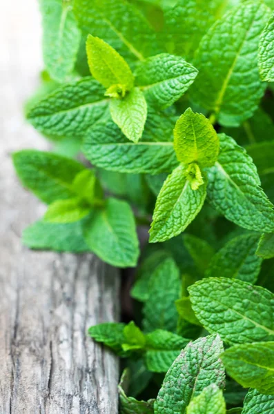 Hoja Menta Fresca Hierba Bálsamo Limón Sobre Fondo Madera Con — Foto de Stock