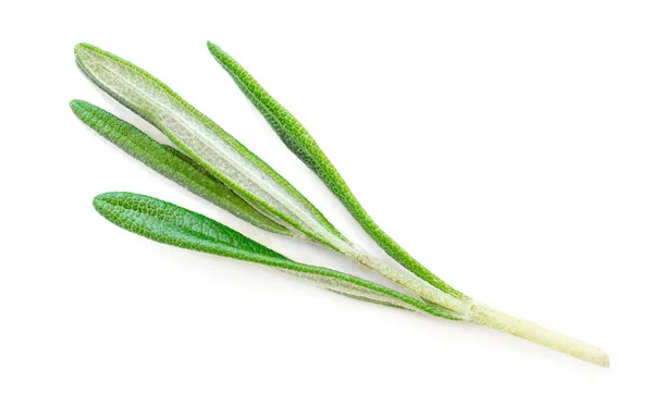 Friss Zöld Rozmaring Gyógynövény Elszigetelt Fehér Background — Stock Fotó
