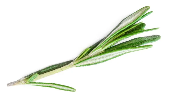 Beyaz Arka Plan Üzerinde Izole Taze Yeşil Biberiye Bitki — Stok fotoğraf