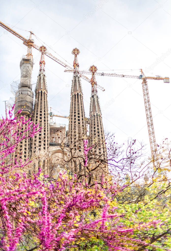 View of blossom trees at Sagrada Familia in spring time